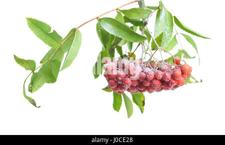 Rosenstrauss rot Rowan isoliert auf weiss Stockfoto