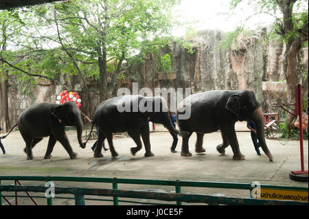 Elefanten-show im Sriracha Zoo, Bangkok, Thailand, Asien Stockfoto