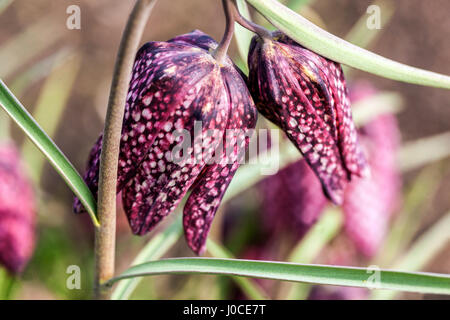 Kopf der Schlange Fritillary, Fritillaria meleagris Stockfoto