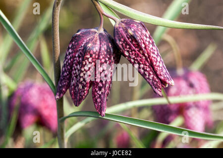 Kopf der Schlange Fritillary, Fritillaria meleagris Stockfoto