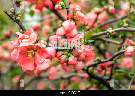 Blühende Quitte Chaenomeles x Superba „Pink Trail“ „Interpitra“ Strauchbaum Stockfoto