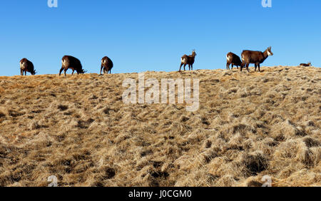 Herde von Gämsen im Gebirge Tatra Stockfoto