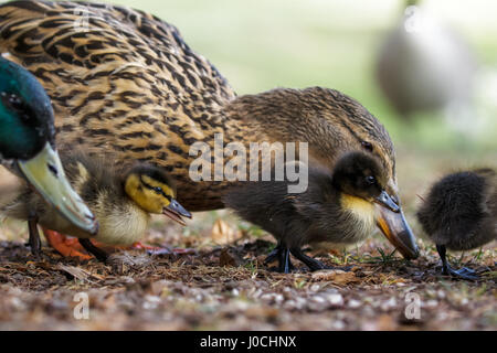 Stockente Enten (Anas Platyrhynchos) Weiden, füttern mit Erwachsenen Eltern Stockfoto