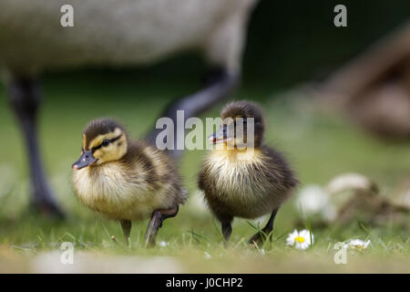 Close-up of Mallard Enten (Anas Platyrhynchos) mit variablen Mustern Stockfoto