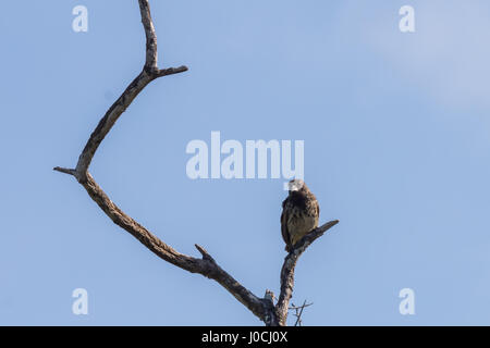 Ein Darwin Finken thront in einem Baum auf der Insel Isabela, Galapagos, Ecuador. Stockfoto