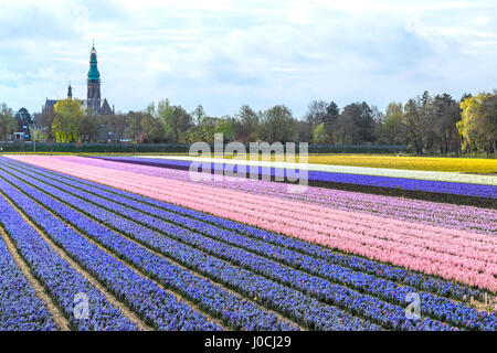 Niederländische Frühjahrssaison: Bunte Reihen von blühenden Hyazinthen mit Blick auf St. Agatha Church, Lisse, Südholland, Niederlande. Stockfoto