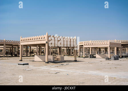 Blick auf den königlichen Kamelfarm, Al Budaiya, Bahrain Stockfoto