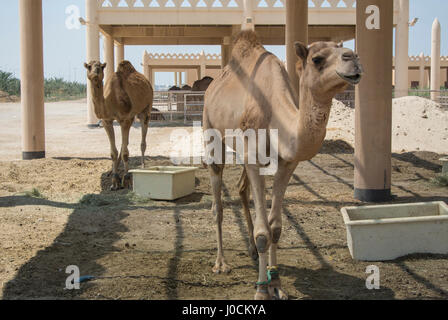 Kamele in der königlichen Kamelfarm Al Budaiya, Bahrain Stockfoto