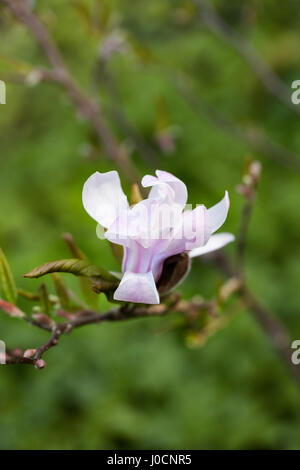 Magnolia Stellata Rosea Blüte in einem Englischen Garten, in der Nähe Stockfoto