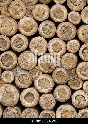 Garten Insekt Biene Feld Haus aus hohle Bambusstämme, UK Stockfoto