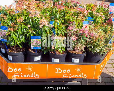 Eine Anzeige der Biene freundlich Pflanzen für den Verkauf in einem Gartencenter hier Pieris Japonica, "Pink Passion" und Pieris Japonica wurde Stockfoto