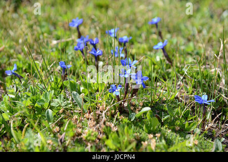 Gentiana Nivalis (Schnee-Enzian oder Alpine Enzian) am Großglockner in den europäischen Alpen Stockfoto