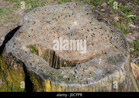 Ein Baumstumpf mit Münzen in ihn eingebettet wird, im Lake District in Cumbria, UK. Die Münzen sind von den Passanten in der Hoffnung in gefallenen Baumstamm klopfte. Stockfoto