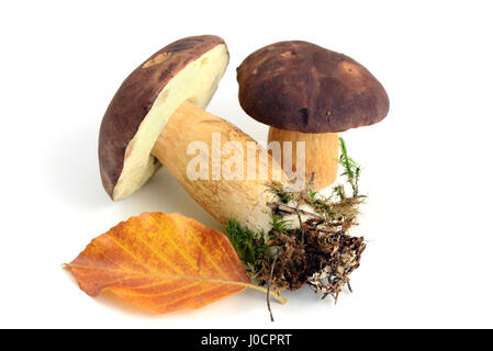 frische Bucht Bolette Pilze in isolierten Hintergrund. mit Herbst Blatt Stockfoto