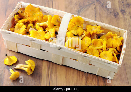 frische Pfifferlinge golden auf Tisch in einem Korb. Stockfoto