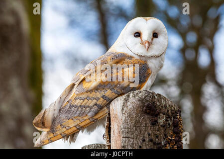 Eine Schleiereule thront und auf einem Baumstumpf. Stockfoto