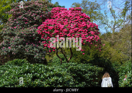 Wexham, UK. 11. April 2017. Ein Mädchen geht durch die Rhododendren, die in den Tempelgärten von Langley Park in Buckinghamshire zu blühen begonnen haben. Eine ehemalige königliche Jagdrevier Langley Park verfügt über Links zu König Henry VIII., Königin Elizabeth I und Königin Victoria. Jedes Jahr die Massen von Blüten blühen von März bis Juni. Bildnachweis: Stephen Chung/Alamy Live-Nachrichten Stockfoto