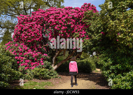 Wexham, UK. 11. April 2017. Ein Mädchen geht durch die Rhododendren, die in den Tempelgärten von Langley Park in Buckinghamshire zu blühen begonnen haben. Eine ehemalige königliche Jagdrevier Langley Park verfügt über Links zu König Henry VIII., Königin Elizabeth I und Königin Victoria. Jedes Jahr die Massen von Blüten blühen von März bis Juni. Bildnachweis: Stephen Chung/Alamy Live-Nachrichten Stockfoto