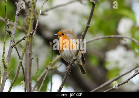 Europäischer Robin, Erithacus rubecula sitzt auf einem Kirschblütenbaum Stockfoto