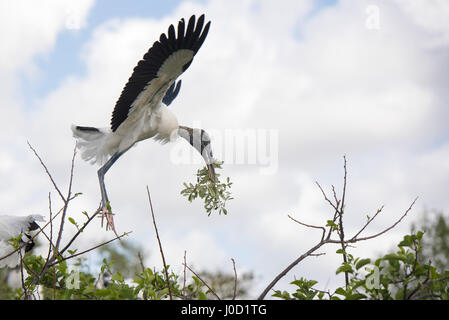 Ein Holz-Storch trägt eine Niederlassung zu bauen ein Nest an Wakodahatchee Feuchtgebiete in Delray Beach, FL. Holz Störche sind eine bedrohte Art in den Vereinigten Staaten. 11. April 2017. Bildnachweis: Orit Ben-Ezzer/ZUMA Draht/Alamy Live-Nachrichten Stockfoto