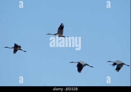 Zhenlai, Chinas Provinz Jilin. 12. April 2017. Weiße Kraniche fliegen Sie über die Momoge National Nature Reserve in Zhenlai County, Nordost-China Jilin Provinz, 12. April 2017. Momoge Nature Reserve ist eine der großen Kran Schutz Grundlagen in China. Etwa 200.000 Zugvögel sind in der Reserve nach Überwinterung im Süden zurückgekehrt. Bildnachweis: Lin Hong/Xinhua/Alamy Live-Nachrichten Stockfoto