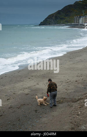 Aberystwyth Wales UK.  Mittwoch, 12. April 2017 UK Wetter: kalter, grau, windiger und bewölkter Tag in Aberystwyth, Wales, als eine Frau geht ihren Hund am Strand im Vorfeld bis Ostern Urlaubswochenende Foto Keith Morris / Alamy Live News Stockfoto