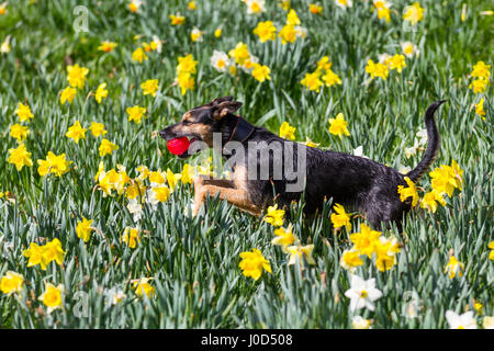 Be-be ein Rettungshund spielt mit seinem roten Ball in der Frühlingssonne unter Narzissen am Riverside, während Einheimische das gute Wetter nutzen. Der Stadtrat von Aberdeen hat die Schaffung der 0,7 Meilen langen Strecke der mit Narzissen gesäumten Radwanderroute entlang des Nordufers des Flusses Dee, zwischen der King George VI Brücke und der Bridge of Dee, überwacht. Stockfoto