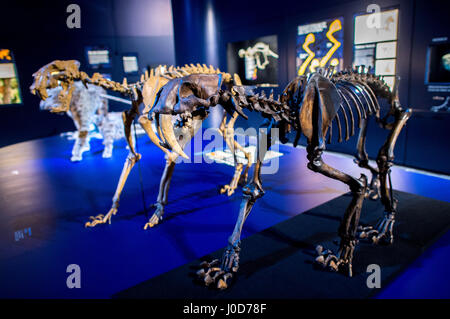 Schöningen, Deutschland. 12. April 2017. Modelle der Skelette der Sabre toothed Tiger Homotherium Latidens (L) und Smilodon Fatalis (R) auf dem Display als Teil einer Sonderausstellung mit dem Titel "The Ice Age Hunter: die tödliche Gefahr von Sabre gezahnten Tigers' in der Palaeon Forschung und Erfahrung im Zentrum in Schöningen, Deutschland, 12. April 2017. Die Ausstellung wurde organisiert, nachdem die spektakuläre Feststellung des Schädels von einem Säbel Tiger toothed. Foto: Hauke-Christian Dittrich/Dpa/Alamy Live News Stockfoto