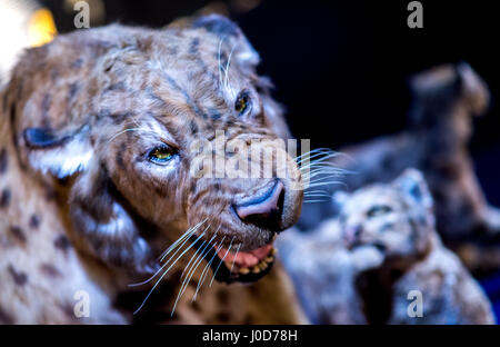 Schöningen, Deutschland. 12. April 2017. Ein Modell von einem Sabre toothed Tiger auf dem Display als Teil einer Sonderausstellung mit dem Titel "The Ice Age Hunter: die tödliche Gefahr von Sabre gezahnten Tigers' in der Palaeon Forschung und Erfahrung im Zentrum in Schöningen, Deutschland, 12. April 2017. Die Ausstellung wurde organisiert, nachdem die spektakuläre Feststellung des Schädels von einem Säbel Tiger toothed. Foto: Hauke-Christian Dittrich/Dpa/Alamy Live News Stockfoto