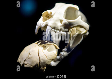 Schöningen, Deutschland. 12. April 2017. Ein Modell des Schädels von Säbel toothed Tiger auf dem Display als Teil einer Sonderausstellung mit dem Titel "The Ice Age Hunter: die tödliche Gefahr von Sabre gezahnten Tigers' in der Palaeon Forschung und Erfahrung im Zentrum in Schöningen, Deutschland, 12. April 2017. Die Ausstellung wurde organisiert, nachdem die spektakuläre Feststellung des Schädels von einem Säbel Tiger toothed. Foto: Hauke-Christian Dittrich/Dpa/Alamy Live News Stockfoto