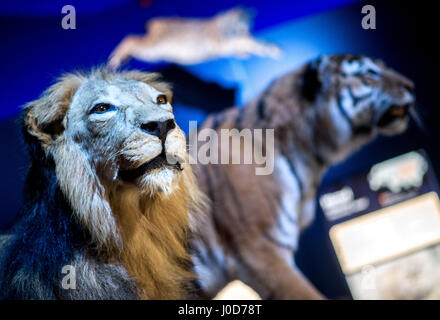 Schöningen, Deutschland. 12. April 2017. Modelle von einem Löwen und einem Tiger auf dem Display im Rahmen einer Sonderausstellung mit dem Titel "The Ice Age Hunter: die tödliche Gefahr von Sabre gezahnten Tigers' in der Palaeon Forschung und Erfahrung im Zentrum in Schöningen, Deutschland, 12. April 2017. Die Ausstellung wurde organisiert, nachdem die spektakuläre Feststellung des Schädels von einem Säbel Tiger toothed. Foto: Hauke-Christian Dittrich/Dpa/Alamy Live News Stockfoto