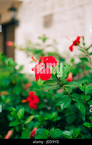 Eine Blume rote Hibiskus auf einem Busch Stockfoto
