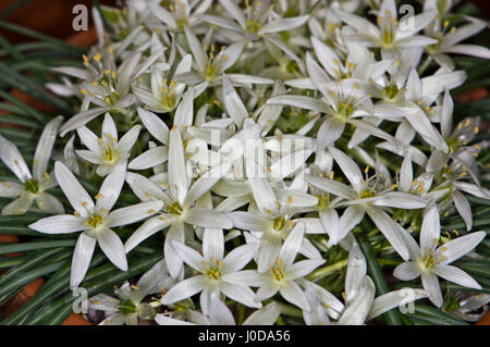 Ornithogalum sibthorpii Stockfoto