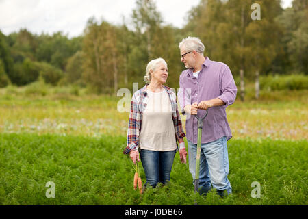 Älteres Paar mit Schaufel Kommissionierung Karotten auf Bauernhof Stockfoto