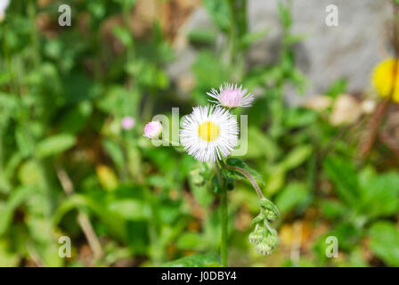 Geringerem Daisy Berufkraut Blume Stockfoto