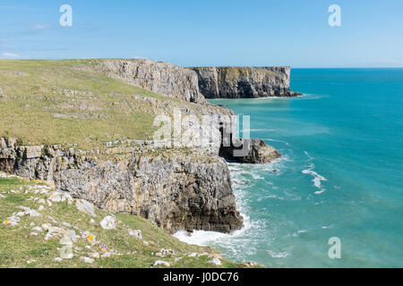 Felsige Küste von Pembrokeshire in der Nähe von Barafundle Bucht in Wales Stockfoto