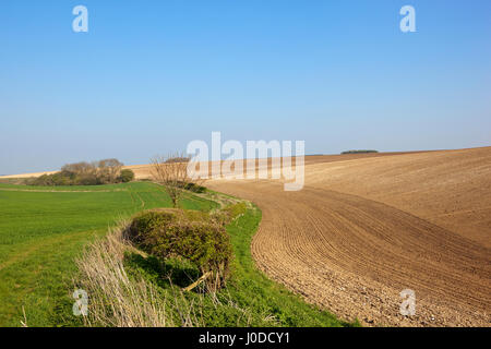 ein neu bebauten Hügel-Feld mit kalkhaltigen Böden Hecken und Weizenernte neben einem Maultierweg in die Yorkshire Wolds unter blauem Himmel Stockfoto