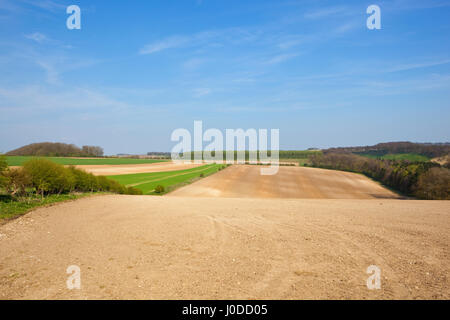 Woodlands Weizenfelder und neu Gepflügtes kalkhaltigen Böden in den malerischen Yorkshire Wolds unter blauem Himmel mit wispy White Cloud im Frühling Stockfoto