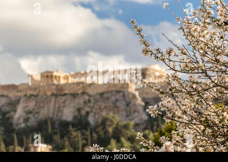 Blloming Baum mit Akropolis im Hintergrund (Israel) Stockfoto