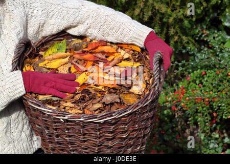 Weibliche Gärtner trägt Zier Kirschbaum Blätter (Prunus) versammelten sich vom englischen Garten Rasen in einem Korb mit der Absicht, Blatt mulch Stockfoto