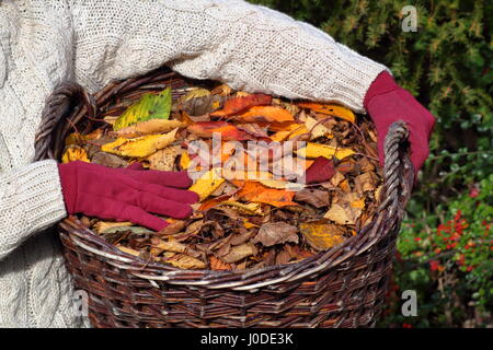 Ein weibliche Gärtner trägt Zier Kirschbaum Blätter (Prunus) von einem englischen Garten Rasen in einem Korb - Herbst Gartenarbeit Aufgabe gesammelt Stockfoto