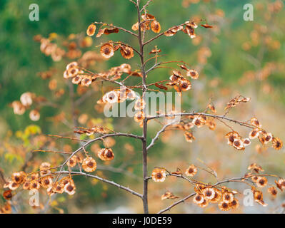 Die Natur von Montenegro. Pflanzen, Blumen, Bäume Stockfoto