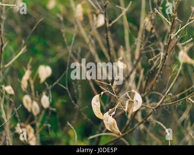 Die Natur von Montenegro. Pflanzen, Blumen, Bäume Stockfoto