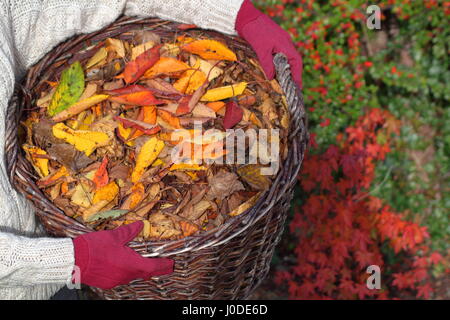 Weibliche Gärtner trägt Zier Kirschbaum Blätter (Prunus) versammelten sich vom englischen Garten Rasen in einem Korb mit der Absicht, Blatt mulch Stockfoto