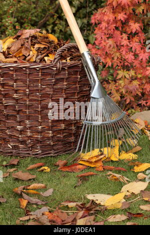 Gefallene Blätter wurden an einem hellen Herbsttag in einen gewebten Korb aus einem Gartenrasen geräumt Stockfoto