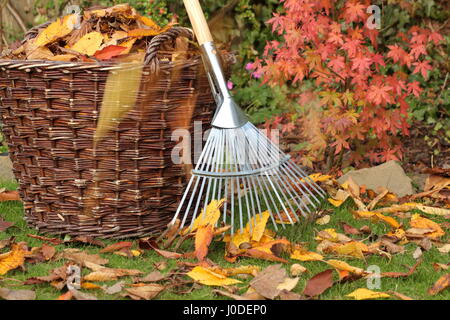 Gefallene Blätter wurden an einem hellen Herbsttag in einen gewebten Korb aus einem Gartenrasen geräumt Stockfoto