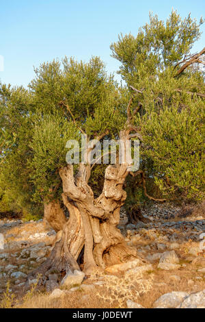 Olivenbäume in Lun Olivenhaine, Insel Pag, Kroatien Stockfoto