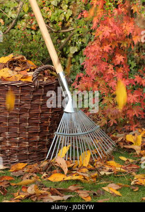 Gefallene Blätter wurden an einem hellen Herbsttag in einen gewebten Korb aus einem Gartenrasen geräumt Stockfoto