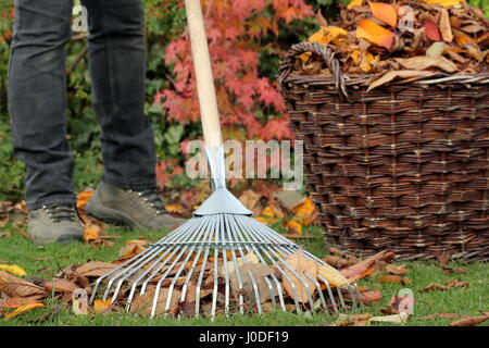 Ein weibliche Gärtner Rechen gefallenen Kirschbaum Blätter (Prunus) in einem geflochtenen Korb aus einer Wiese im Garten als Teil der Herbst Rasenpflege Aufgaben - Oktober Stockfoto