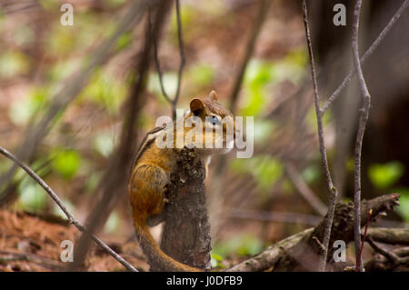 Kleiner Chipmunk thront auf Baumstumpf in einem Wald. Stockfoto